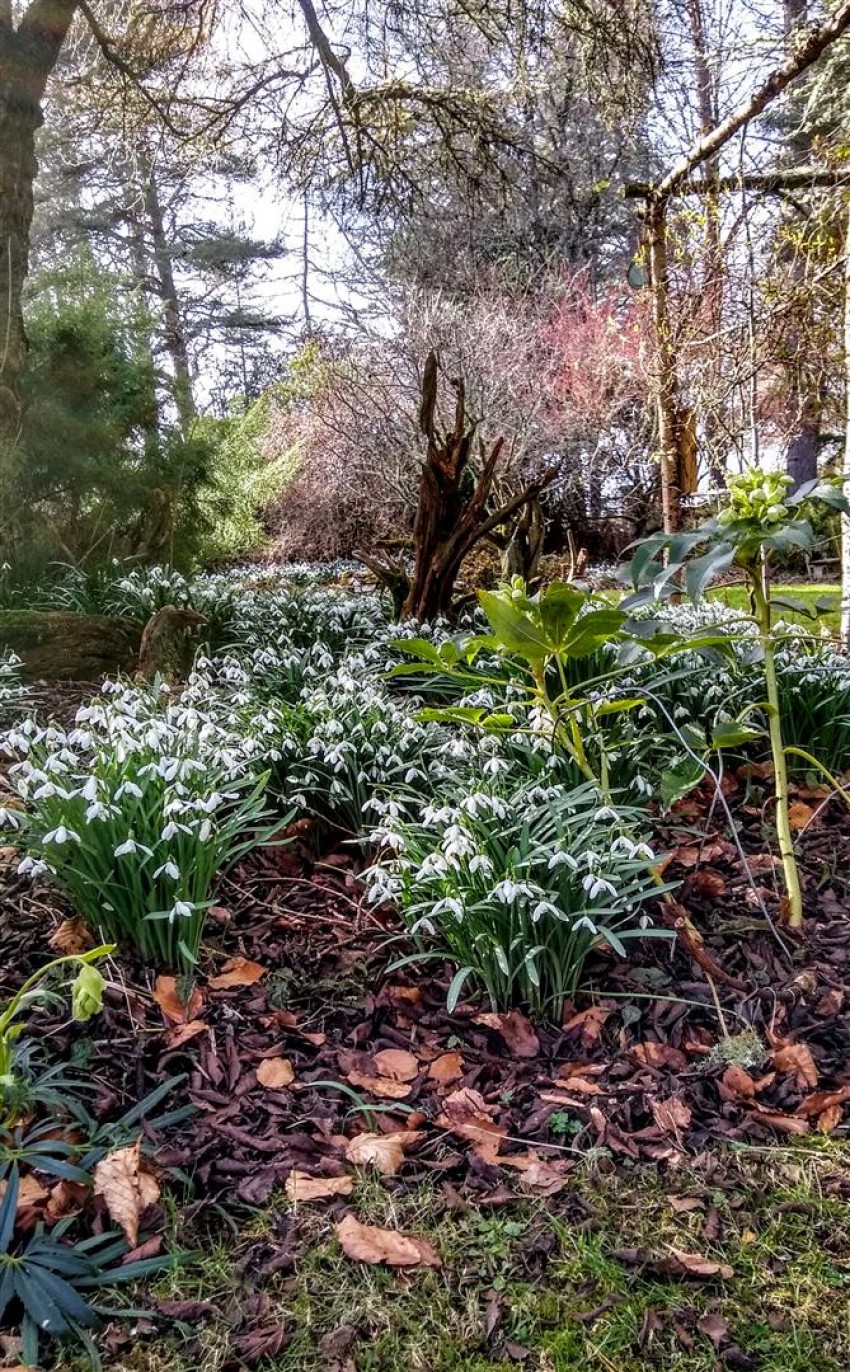 Images for Brackla Wood, Culbokie,